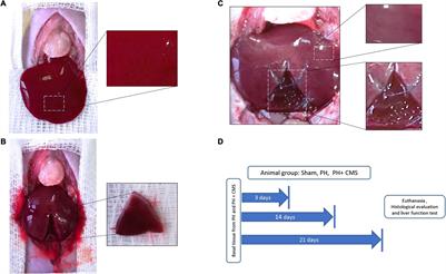 Xenoimplant of Collagen Matrix Scaffold in Liver Tissue as a Niche for Liver Cells